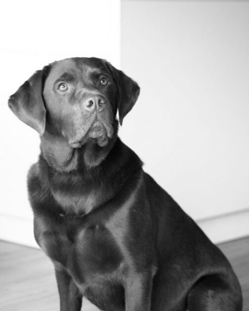 Team profile of Skipper the Dog